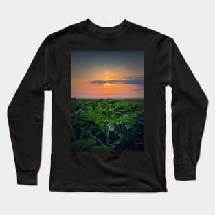 Growing sunflower field Long Sleeve T-Shirt